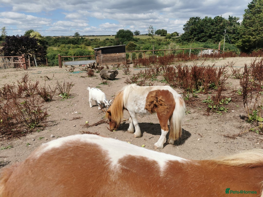 Shetland pony horses for sale: 2 frendly loved shtland felabella, and Shetland  - Image 2