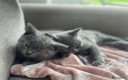 British Shorthair cats for sale: Beautiful litter of British blues  - Image 1