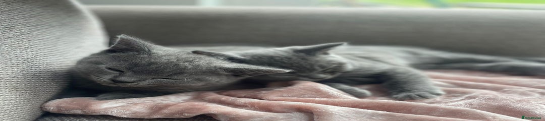 British Shorthair Kitten 1