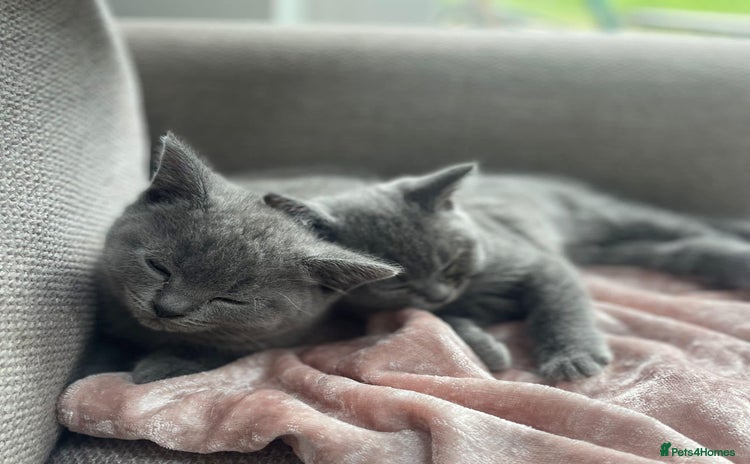 British Shorthair cats - Advert 1