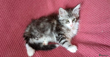 Norwegian Forest Cat cats - Advert 4