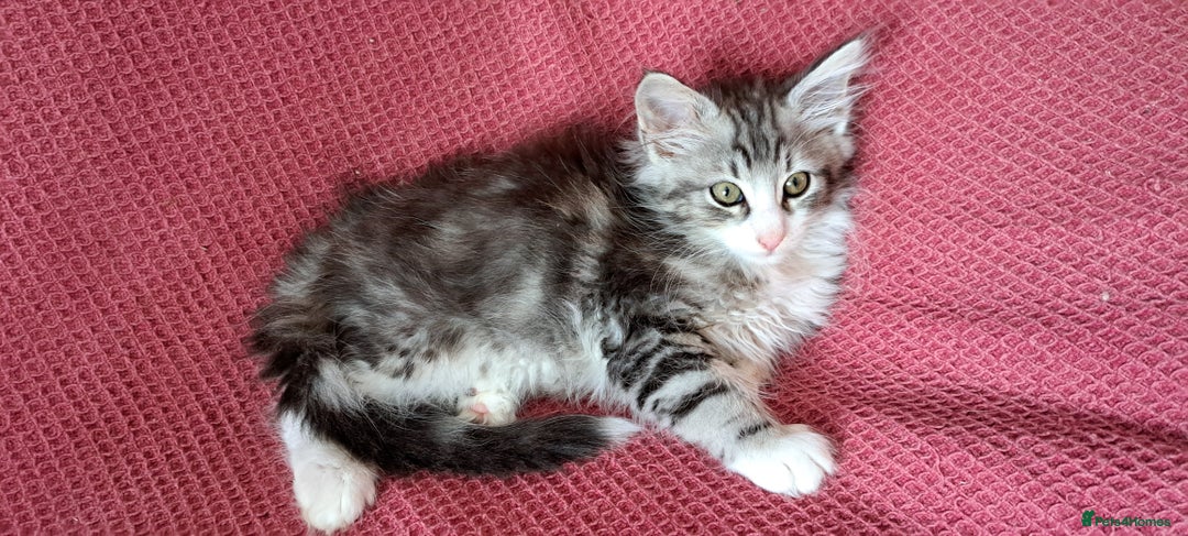 Norwegian Forest Cat cats for sale: Full Norwegian forest cat kittens - Image 2