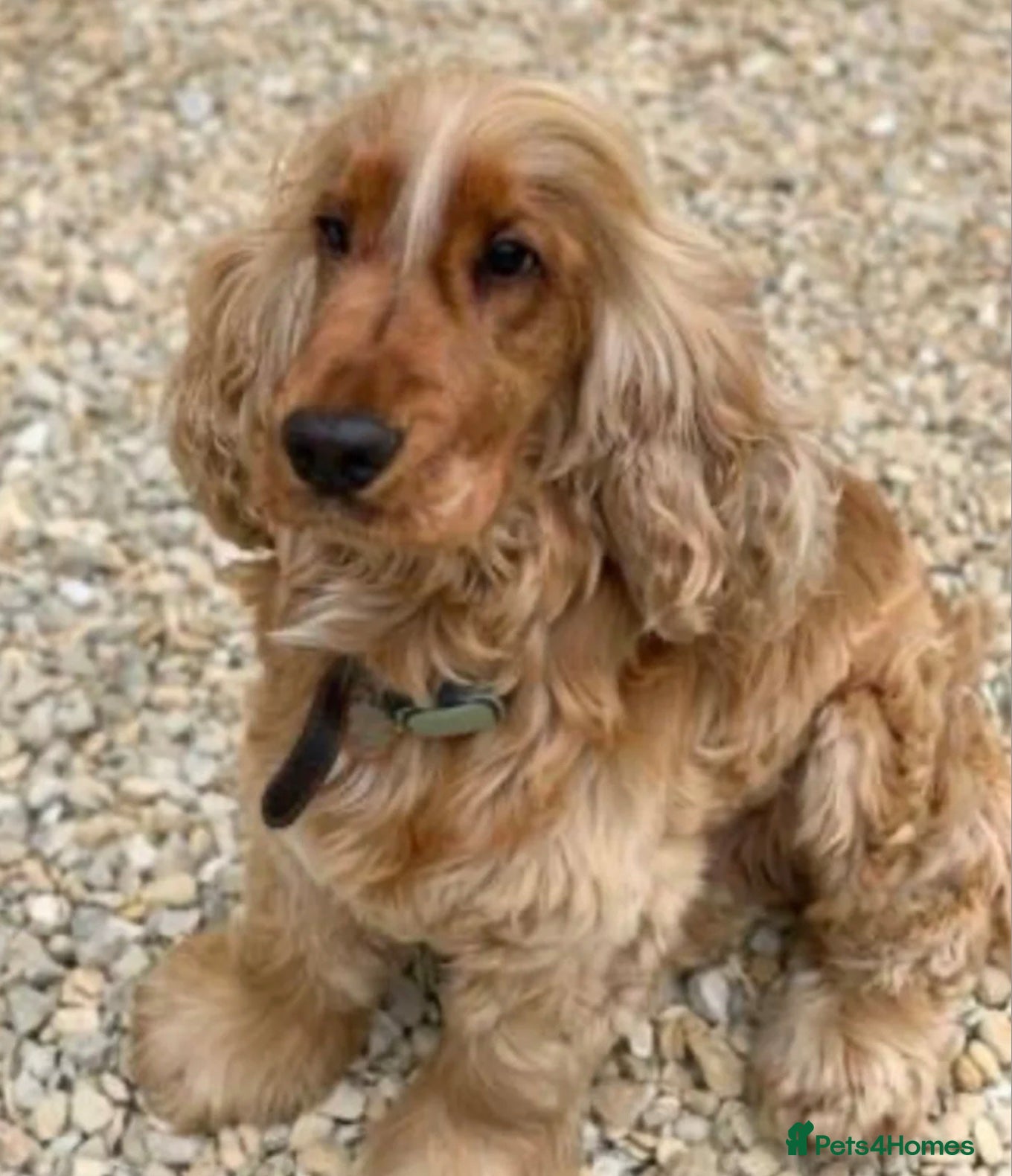 Cocker Spaniel dogs MUNGO KC GOLDEN SHOWCOCKER STUD BEST HEALTH TESTED - Advert 1