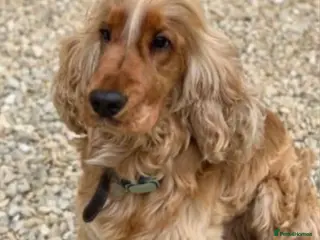 Cocker Spaniel dogs MUNGO KC GOLDEN SHOWCOCKER STUD BEST HEALTH TESTED - Advert 1