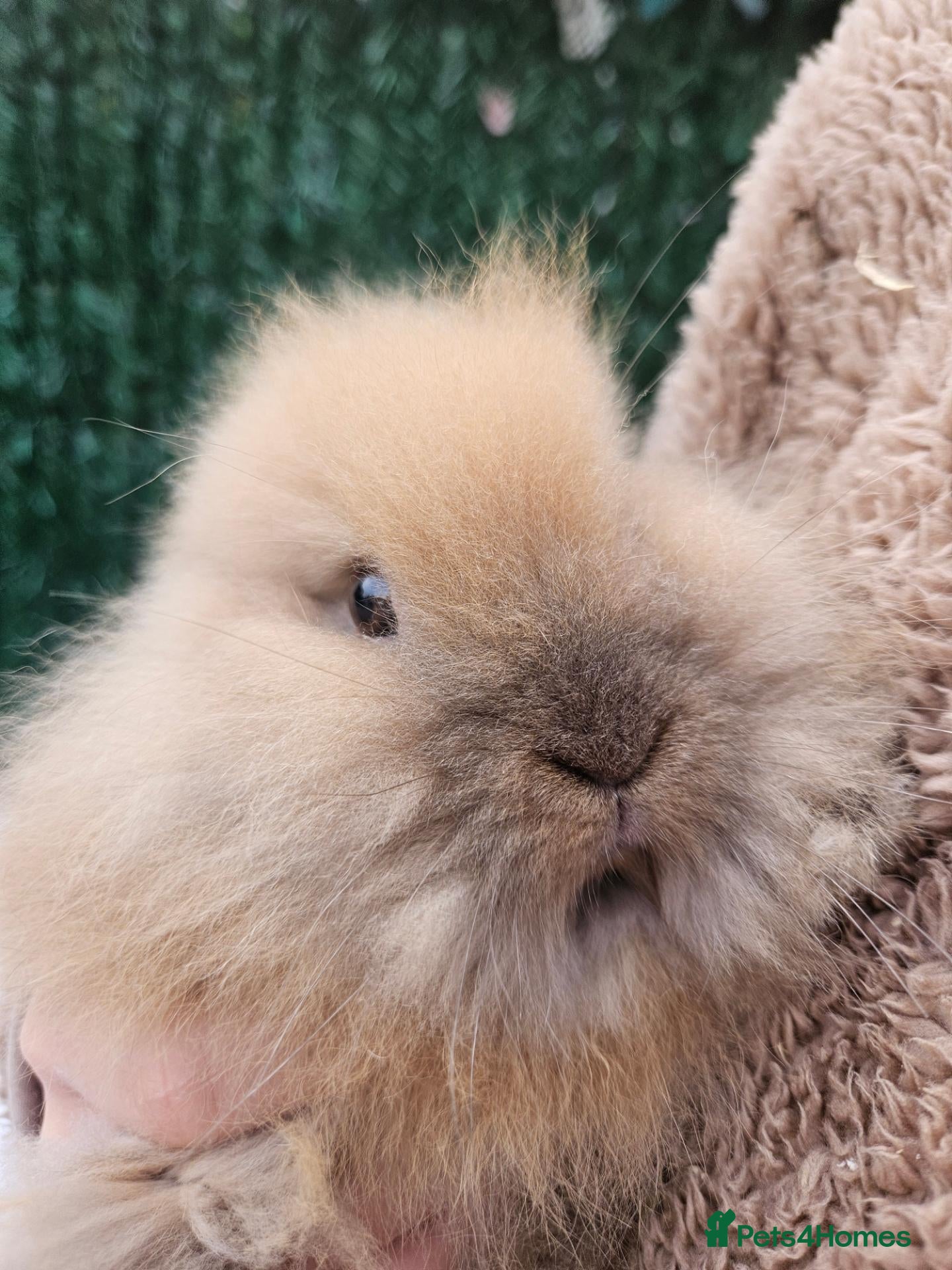 Lionhead rabbits Double maned lionheads  - Advert 2