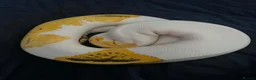 Python Snake reptiles for sale: Fire,pastel,orange dream,pied  - Advert 3