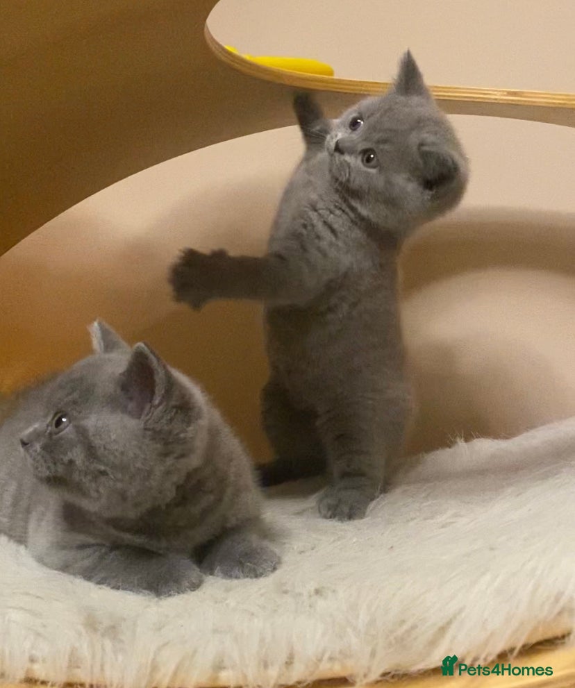 British Shorthair cats british shorthair boys kittens for sale - Advert 16