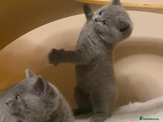British Shorthair cats british shorthair boys kittens for sale - Advert 16