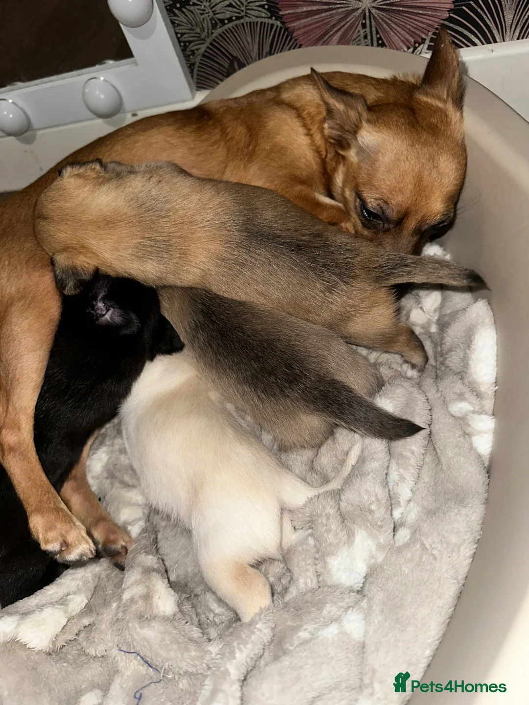 Chihuahua dogs for sale: 4 Chihuahua puppy’s for sale  - Advert 2
