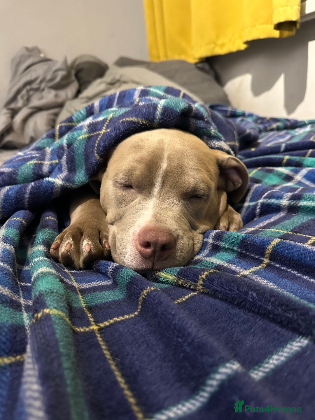American Bully dogs for sale: Pocket bully 2 years old  - Image 11