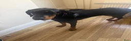 Dobermann dogs for sale: Kyra – Beautiful 11-Month-Old Female Dobermann - Advert 2