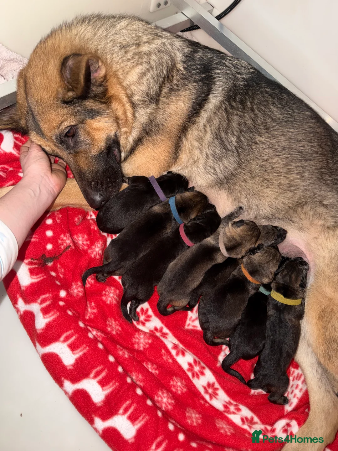 German Shepherd dogs for sale: 🐾 Beautiful KC German shepherd puppies 🐾 - Advert 2