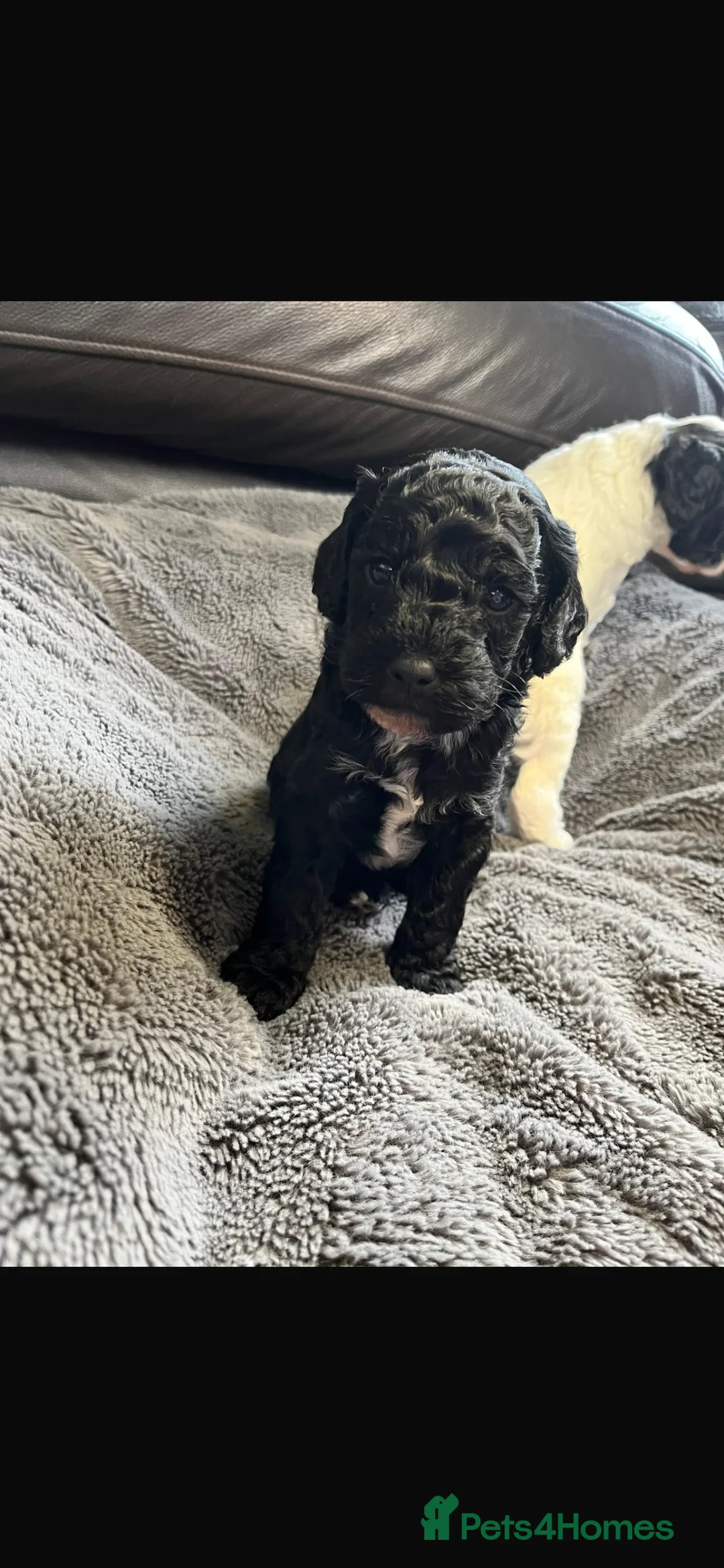 Cavapoo dogs for sale: Stunning litter Cavapoo pups  in Hereford - Advert 9