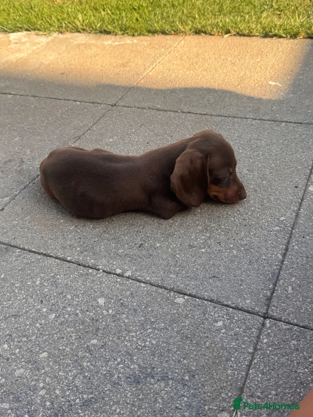 Miniature Dachshund dogs for sale: Miniature dachshund puppies  - Advert 2