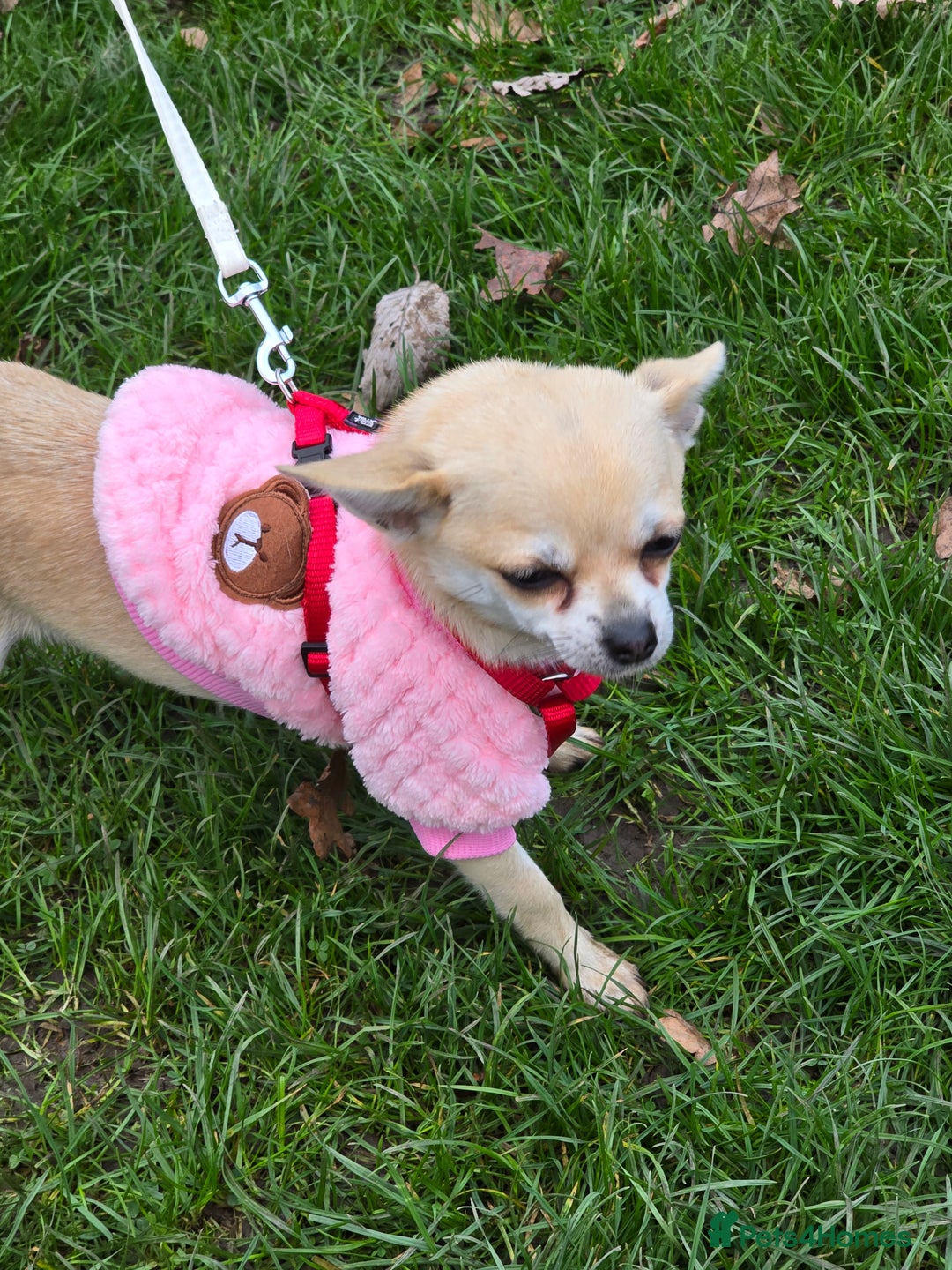 Chihuahua dogs for sale: Choc chihuahua  - Image 2