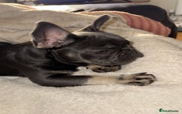 French Bulldog dogs for sale: KC REG FRENCH BULLDOG PUPPY - Image 4