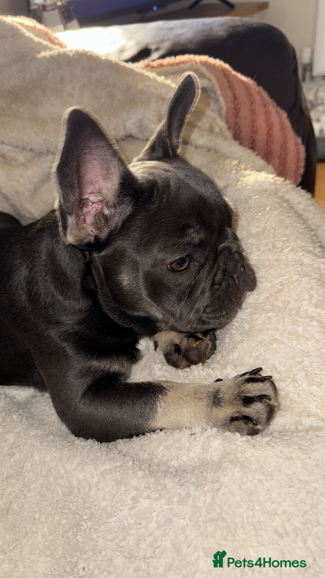 French Bulldog dogs for sale: KC REG FRENCH BULLDOG PUPPY - Image 4