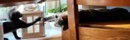 Mixed Breed cats for sale: Beautiful black kittens for sale. in Alloa - Advert 15