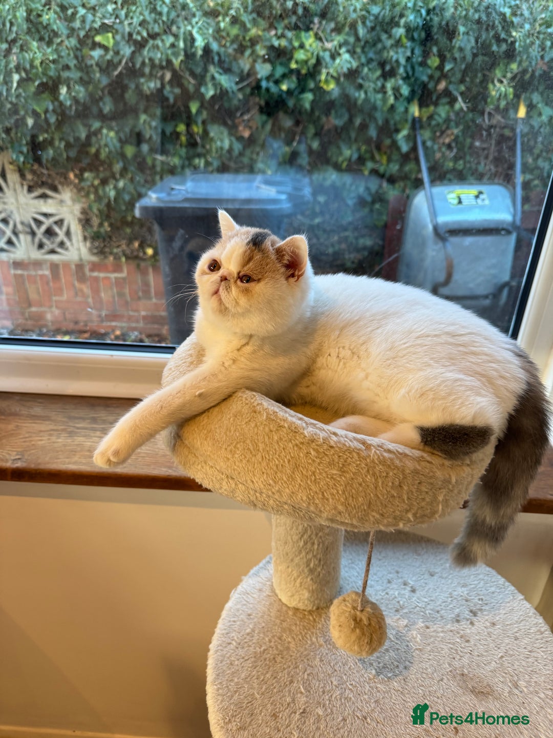 Exotic cats for sale: Outstanding quality exotic kittens  Champion lines - Advert 15