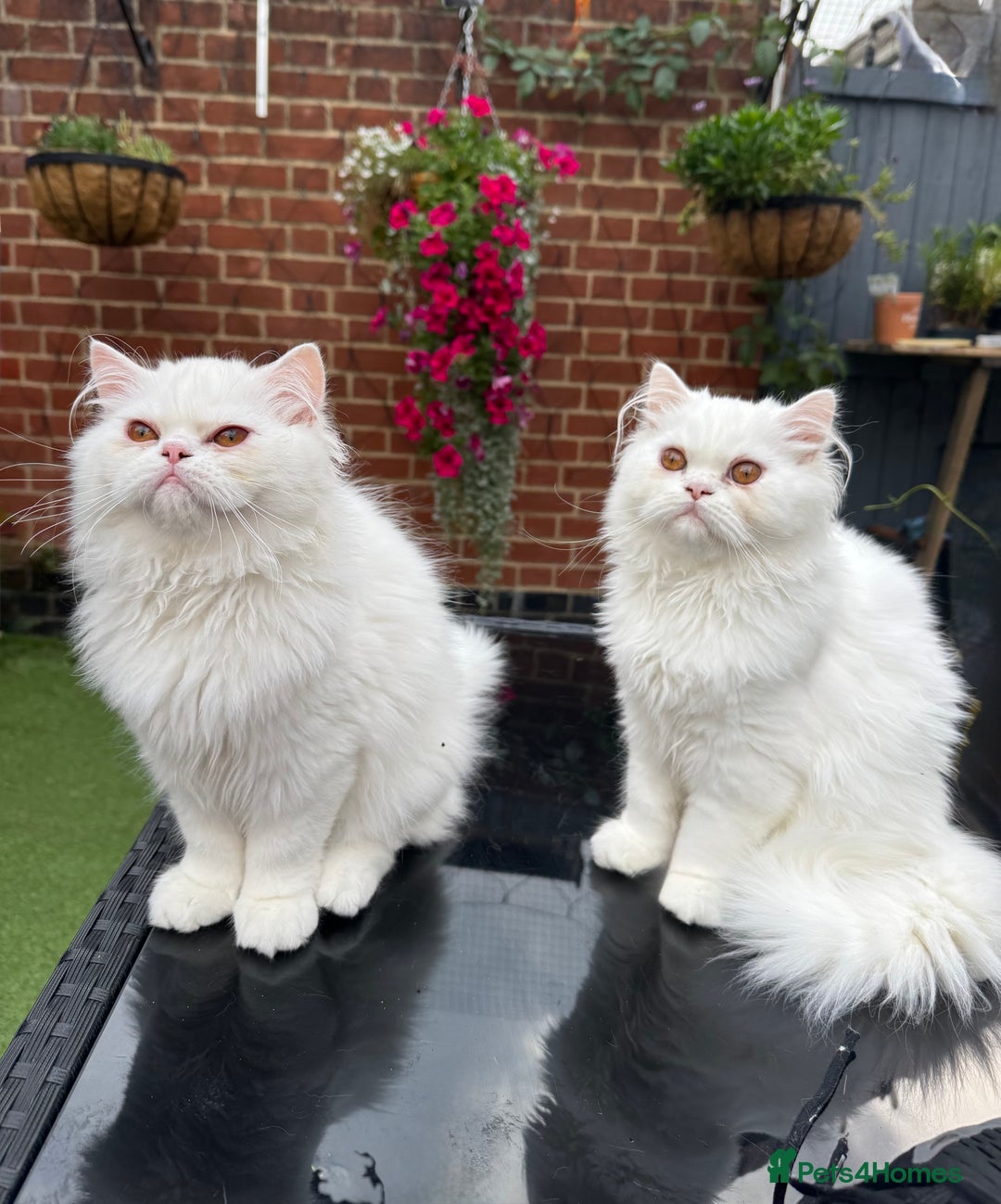 Persian cats for sale: Persian Kittens - Image 2