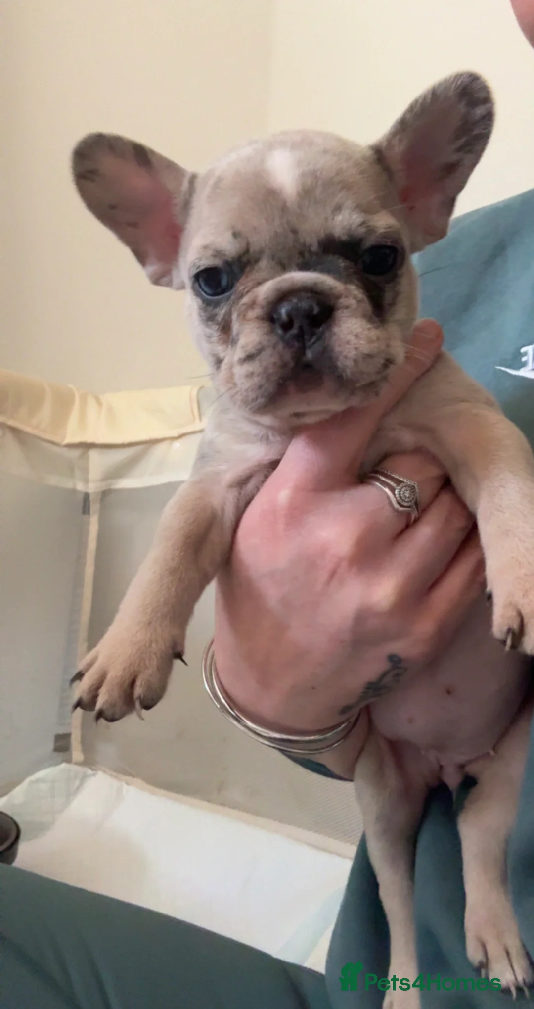 French Bulldog dogs for sale: Litter of 6 raised by a family with children  - Advert 2
