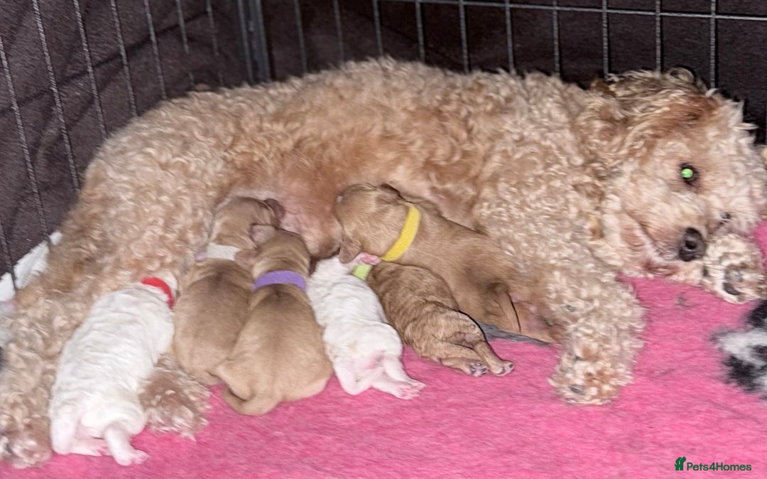 Cavapoo dogs for sale: F2 cavapoo puppies for sale - Advert 10