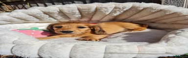 Dachshund 5