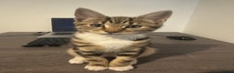 Mixed Breed cats for sale: Energetic & playful Tabby cat - Advert 2