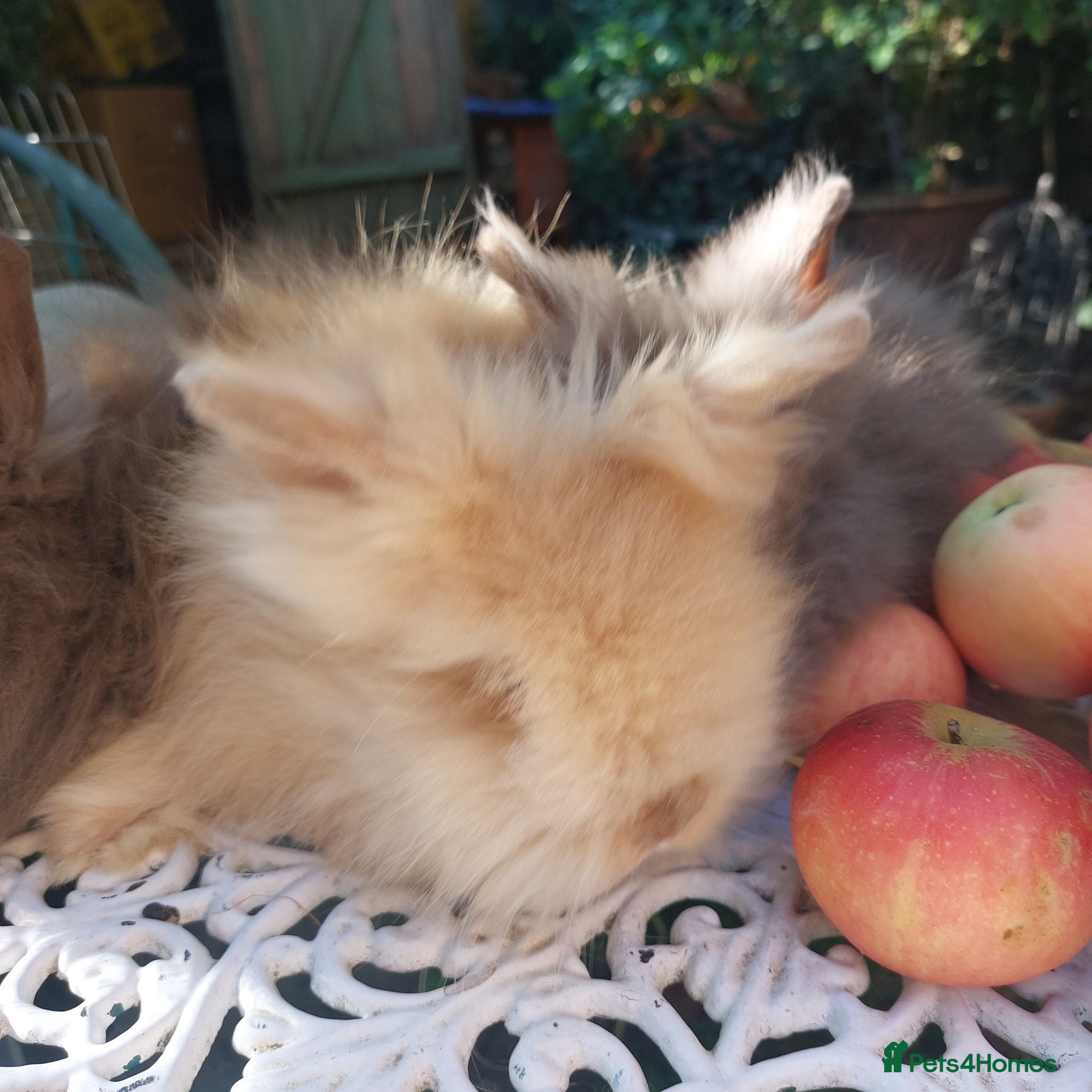 Lionhead rabbits PUREBRED DOUBLE/TEDDY LION HEAD BABIES  - Advert 1