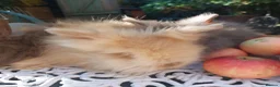 Lionhead rabbits for sale: PUREBRED DOUBLE/TEDDY LION HEAD BABIES  - Advert 8
