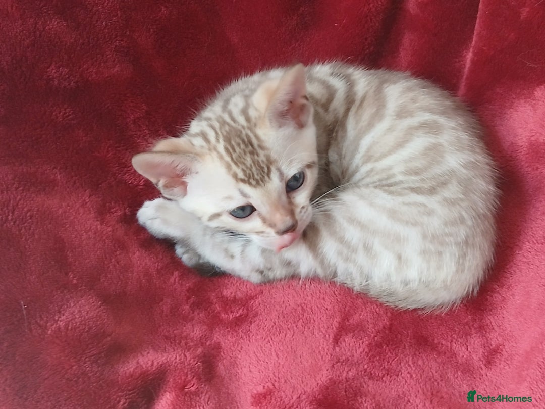 Bengal cats for sale: TICA Family-raised Bengal Kittens Vet Checked - Image 4