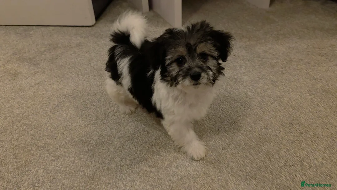 Mixed Breed dogs for sale: Beautiful Pomeranian x Yorkiepoo - Advert 2