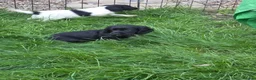 Cocker Spaniel dogs for sale: Working cocker spaniel  - Advert 10