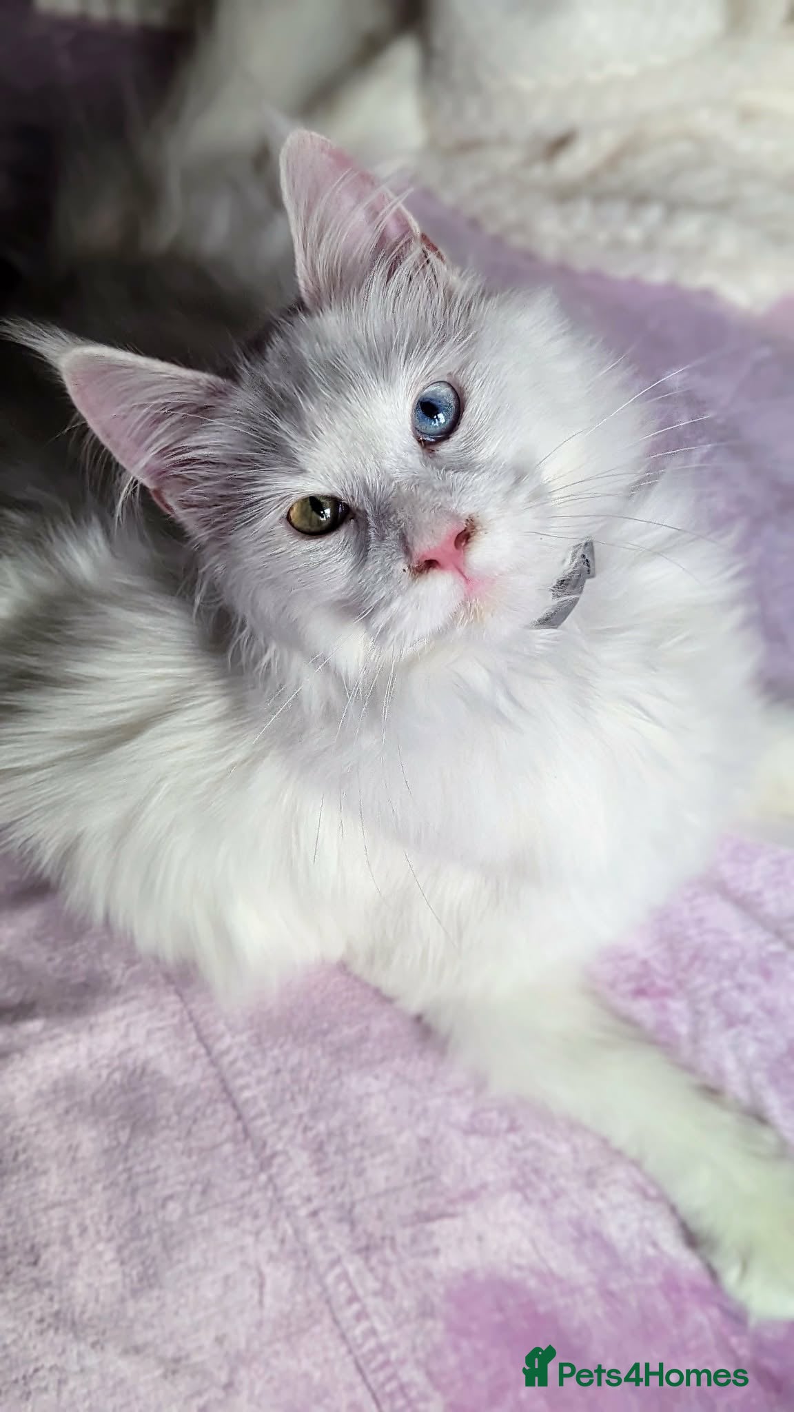 Maine Coon cats beautiful kittens for sale😍 - Advert 2
