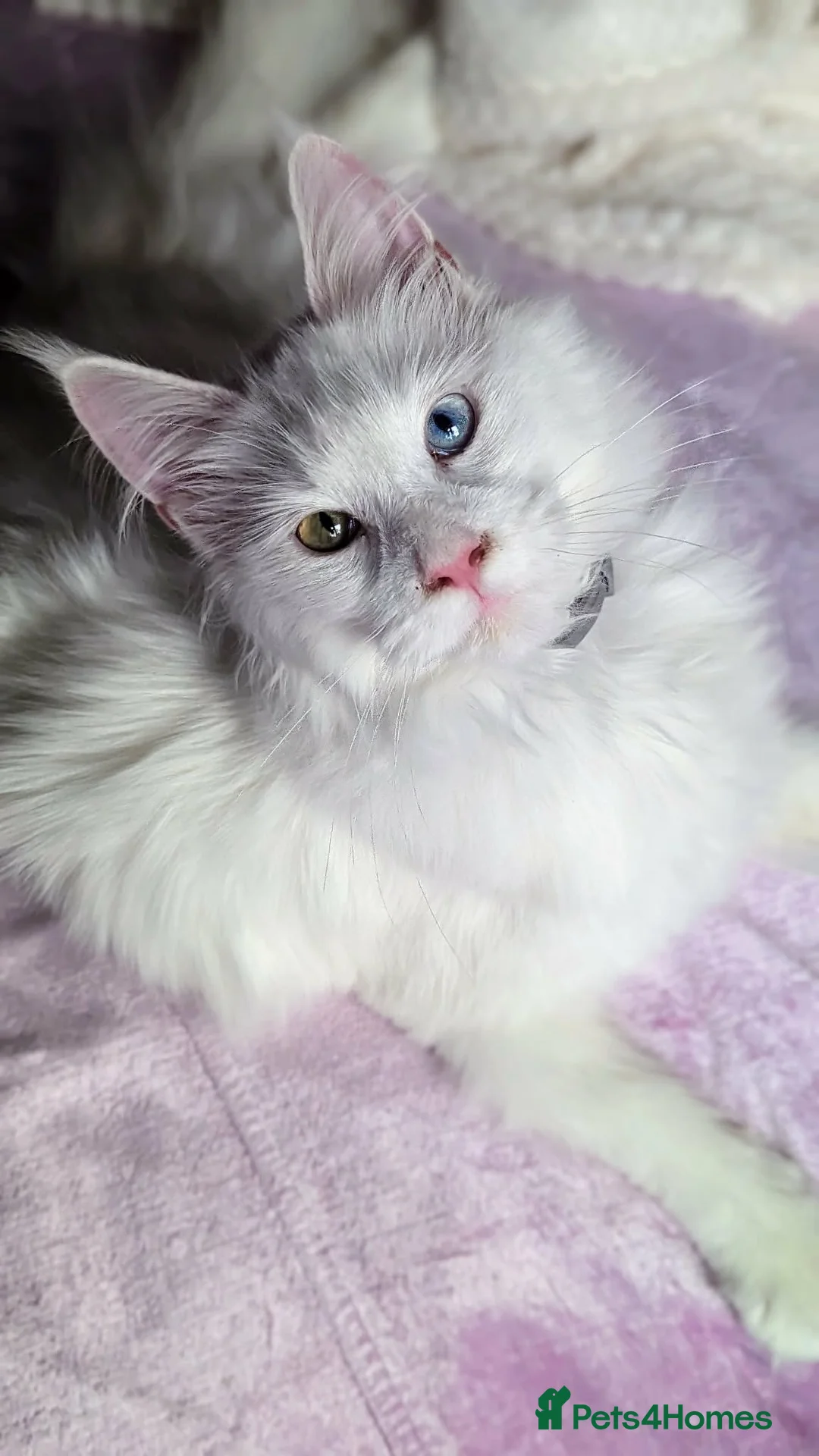 Maine Coon cats for sale: beautiful kittens for sale😍 - Advert 1