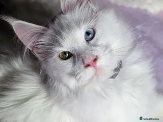 Maine Coon cats beautiful kittens for sale😍 - Advert 2