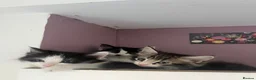 Mixed Breed cats for sale: Mainecoon/ragdoll kittens  - Advert 3