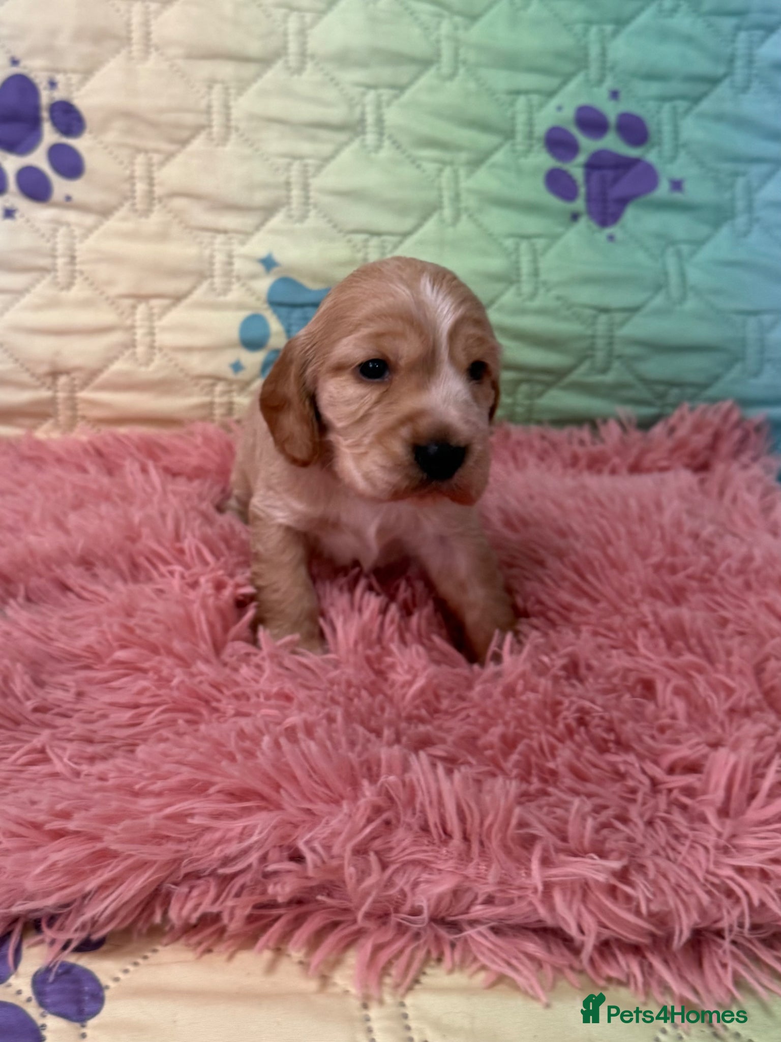 Cocker Spaniel dogs Kc registered show cocker spaniels  - Advert 2