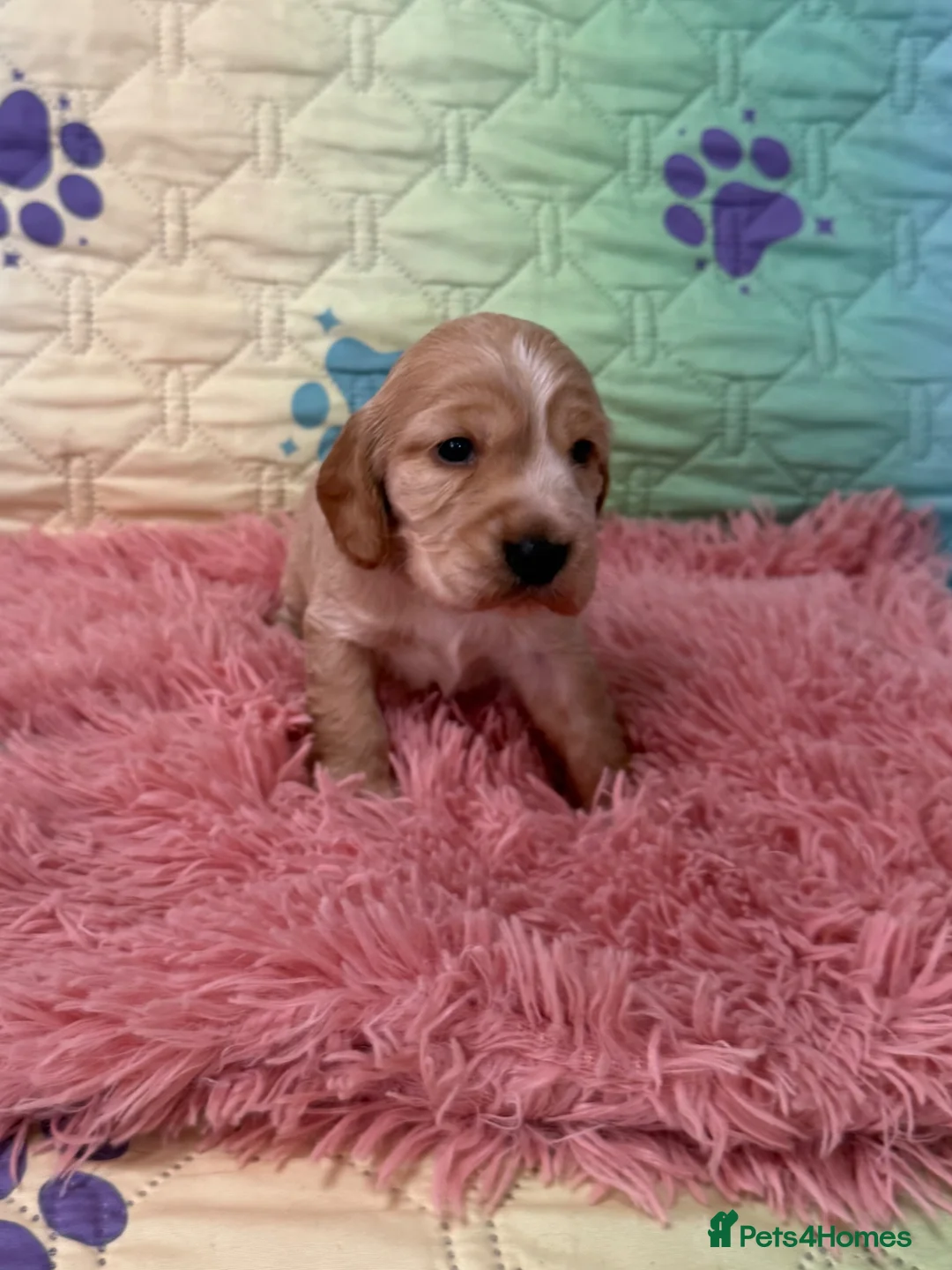 Cocker Spaniel dogs for sale: Kc registered show cocker spaniels  - Advert 2