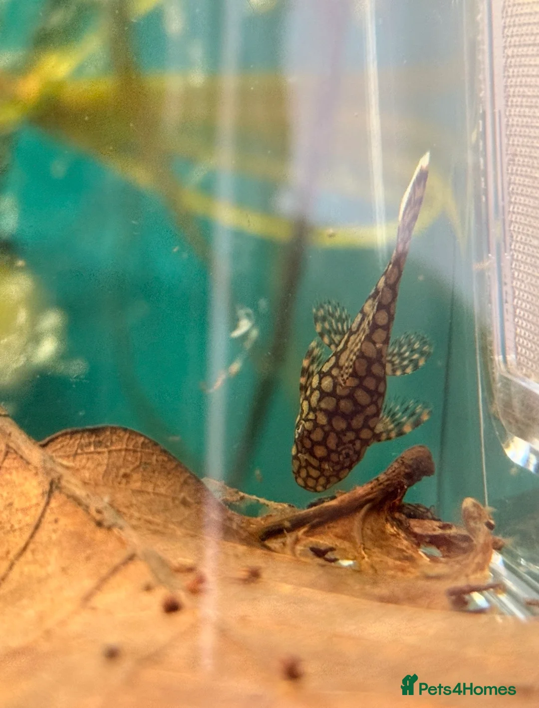 Shrimps fish for sale: Cherry shrimp 100- £85 delivered/honeycomb plecos  - Advert 6