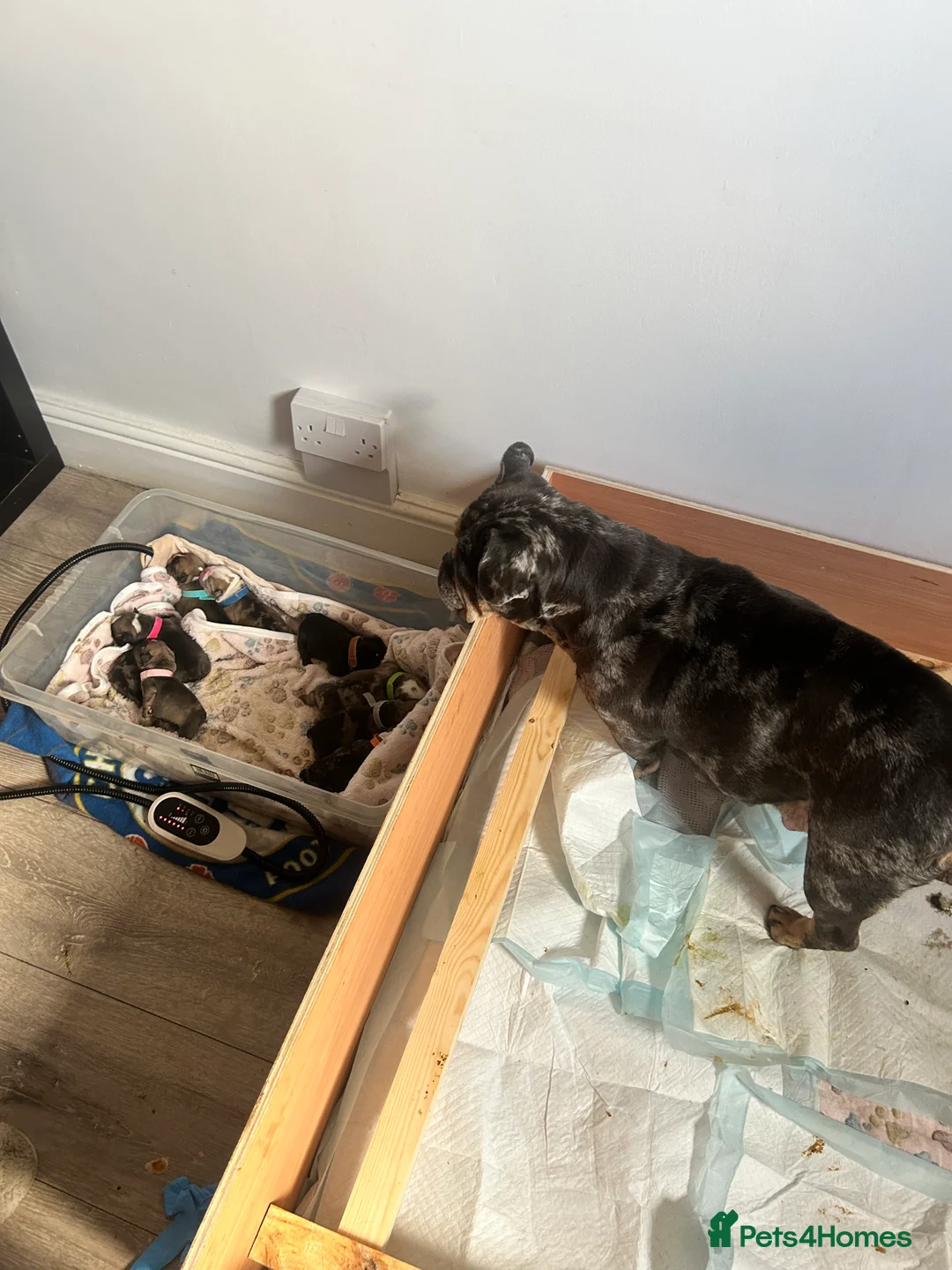 English Bulldog dogs for sale: Male English bulldog red/ white/merl markings - Advert 1