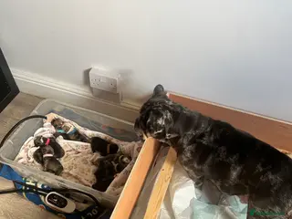 English Bulldog dogs Male English bulldog red/ white/merl markings - Advert 1