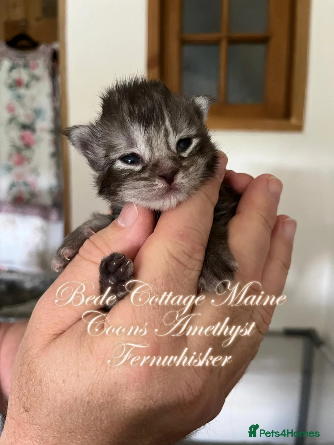 Maine Coon cats for sale: 🐾 Exceptional TICA Registered Maine Coon Kittens in Skegness - Advert 2