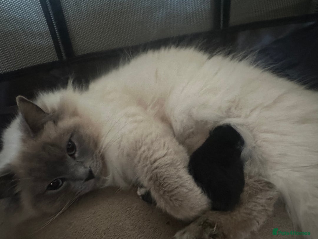 Ragdoll cats for sale: Half Ragdoll Kittens - Image 6