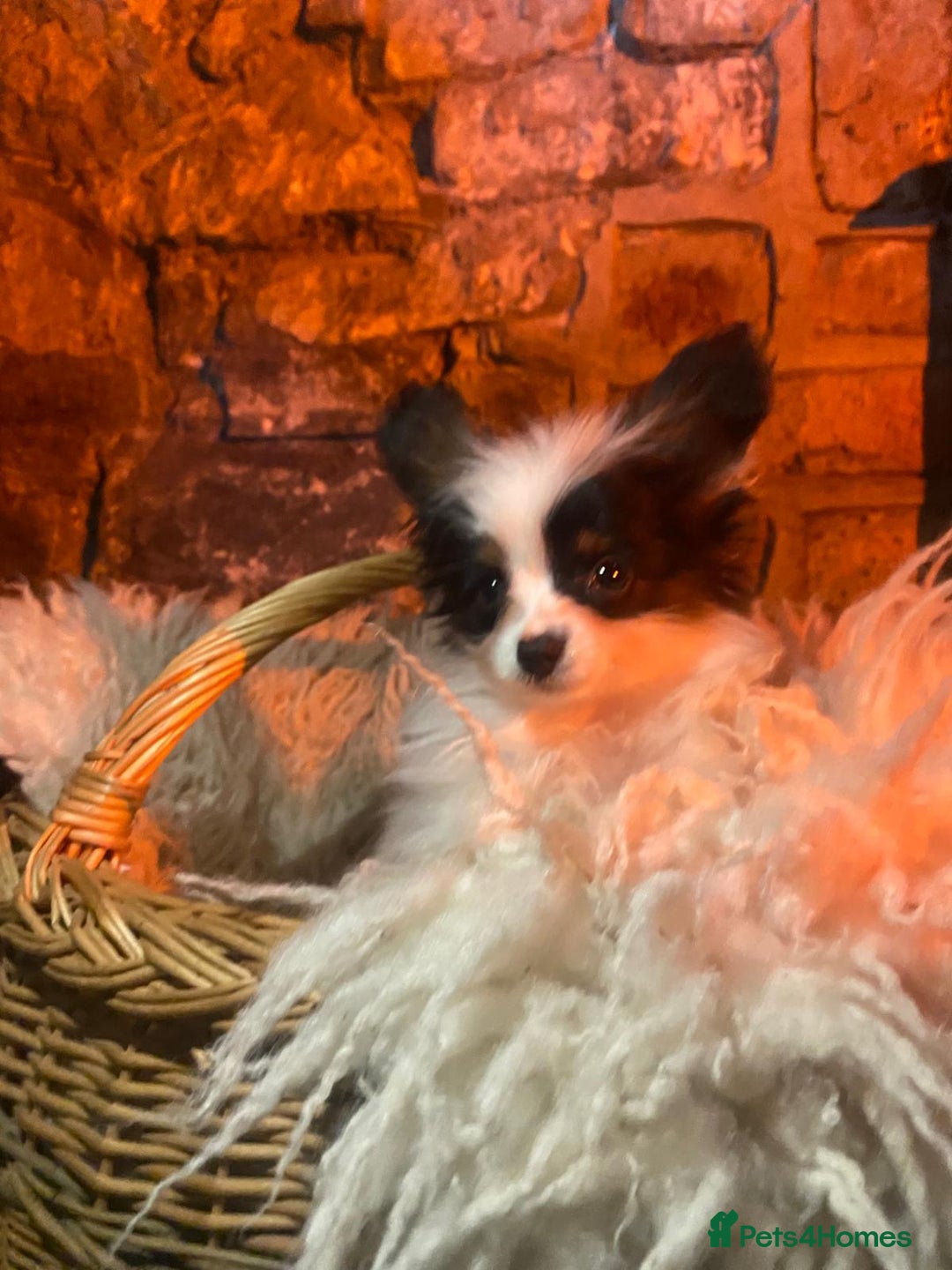 Papillon dogs for sale: KC Papillons DNA tested parents  - Advert 6