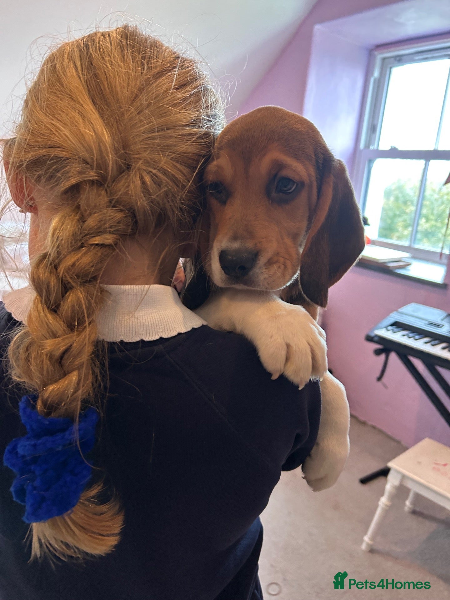 Beagle dogs Beautiful Pedigree Beagle Puppies, Ready Now  - Advert 2