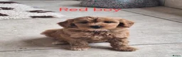 Cavapoochon dogs for sale: Beautiful Cavapoochons 💞 - Advert 26