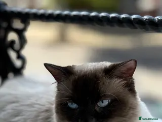 Ragdoll cats RAGDOLL STUD - Advert 18