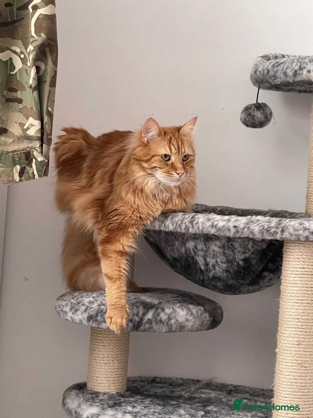 Maine Coon cats for sale: Male Maine Coon - Advert 5