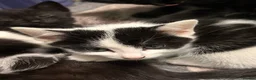 Mixed Breed cats for sale: Kittens  - Advert 28